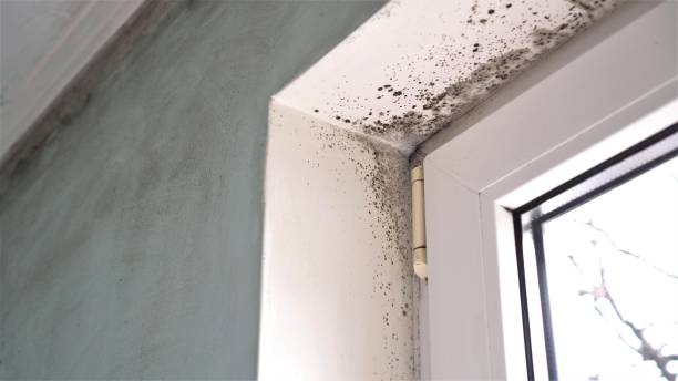 Best Commercial Mold Remediation in Eden Isle, LA