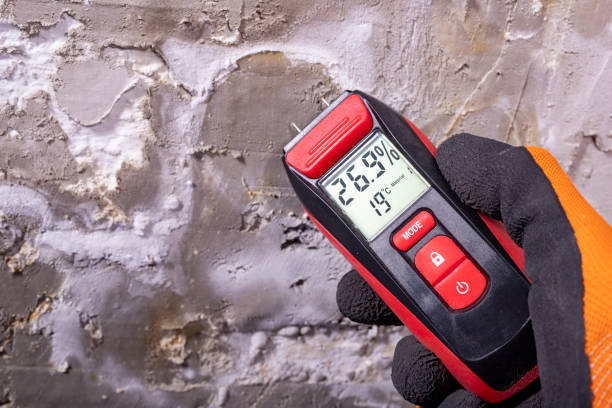 Best Basement Mold Remediation in Eden Isle, LA