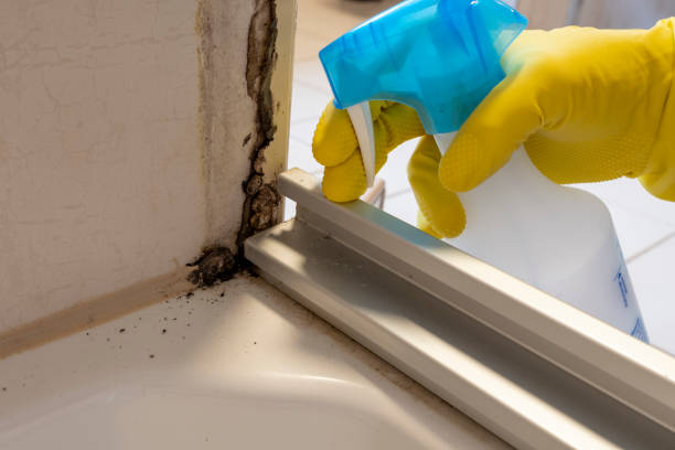 Best Attic Mold Remediation in Eden Isle, LA