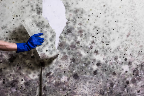 Best White Mold Remediation in Eden Isle, LA